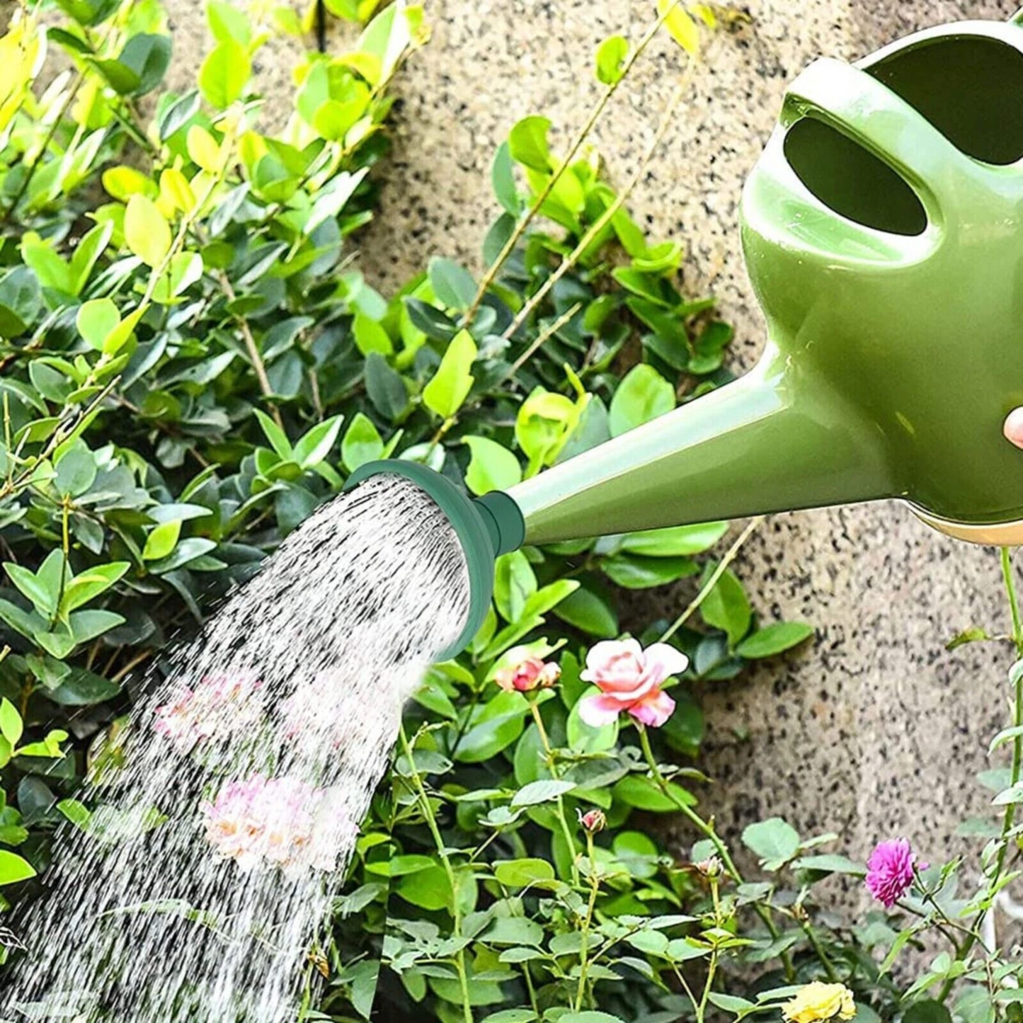 Watering Can Rose
