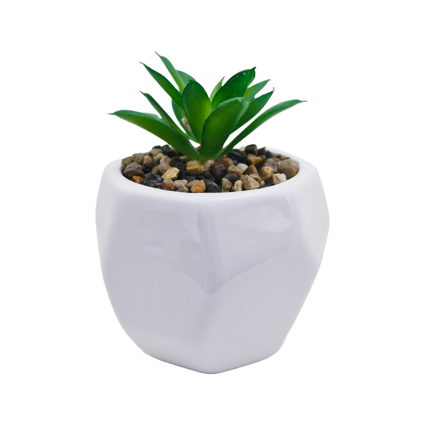 Succulent Plant and Pot