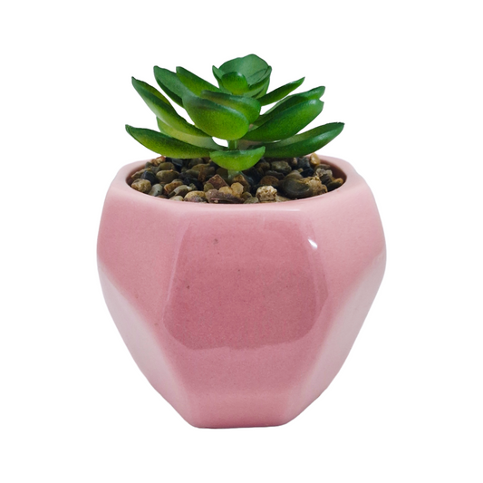 Succulent Plant and Pot