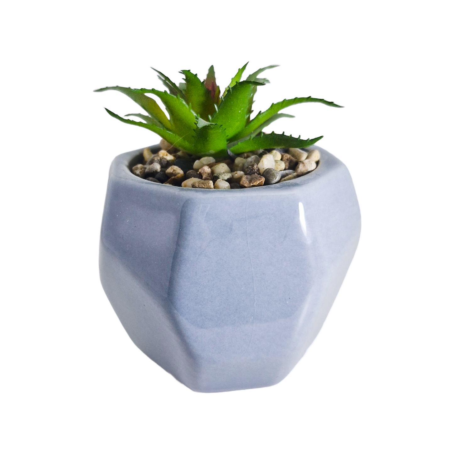 Succulent Plant and Pot